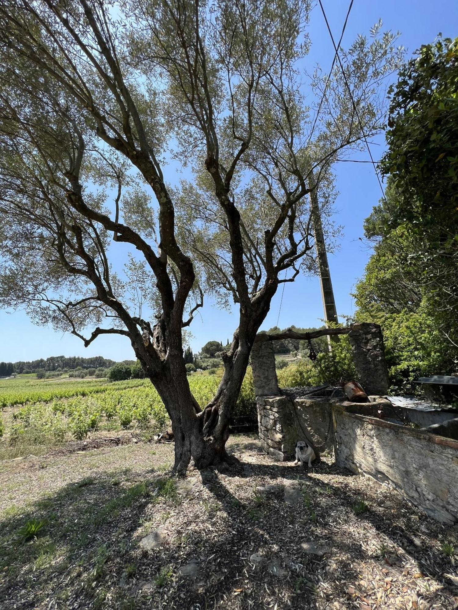 Le Mas Golie Le Castellet  Exteriér fotografie